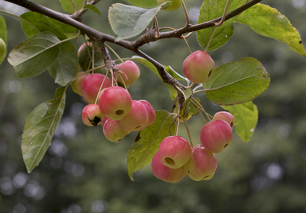 Schleswig Holstein Ostsee 09_2015 KA7_6513 als Smartobjekt-1 Kopie.jpg - Diese Apfelsorte ist so klein wie Kischen